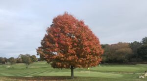 Tree with fall colors
